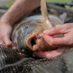 Pole Position Tungsten Line Aligner Medium -Karper Aas Verkoop image 823