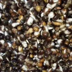 MAD® MAD Greyline Classic 42