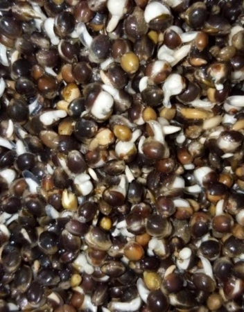 MAD® MAD Greyline Classic 42 1 MAD® MAD Greyline Classic 42